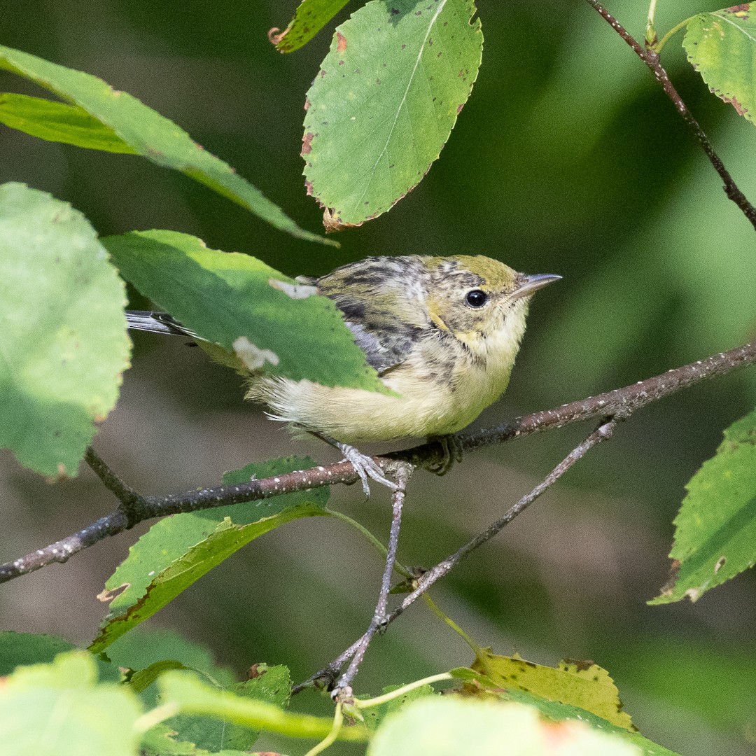 Bay-breasted Warbler - ML640517311