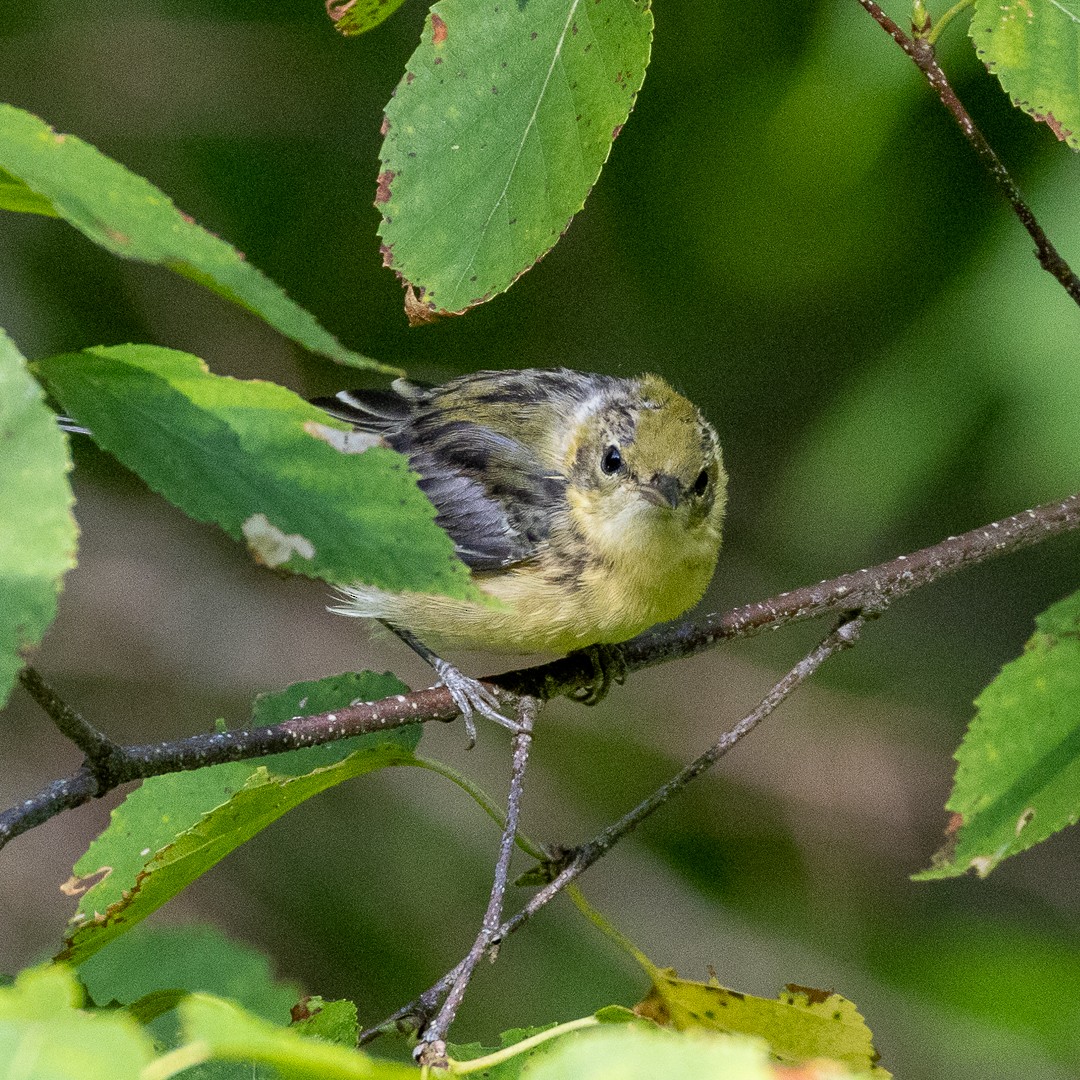 Bay-breasted Warbler - ML640517312