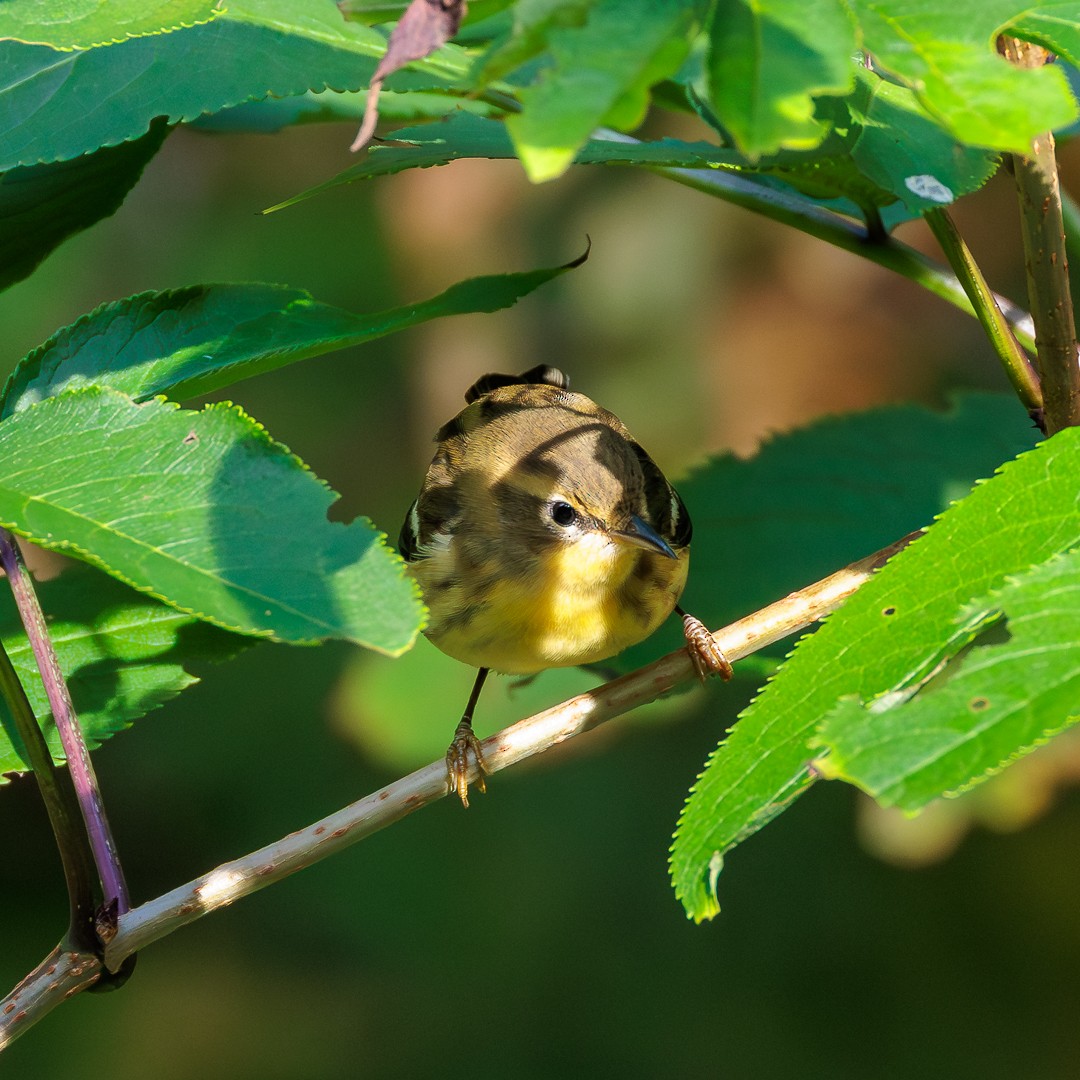 Blackburnian Warbler - ML640517317