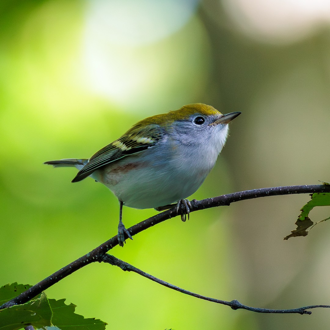 Chestnut-sided Warbler - ML640517332