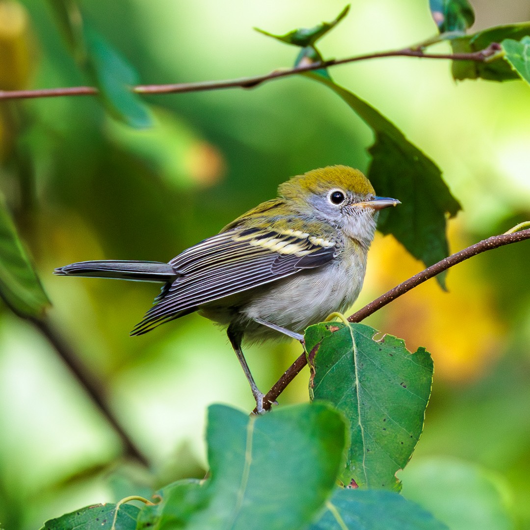 Chestnut-sided Warbler - ML640517333