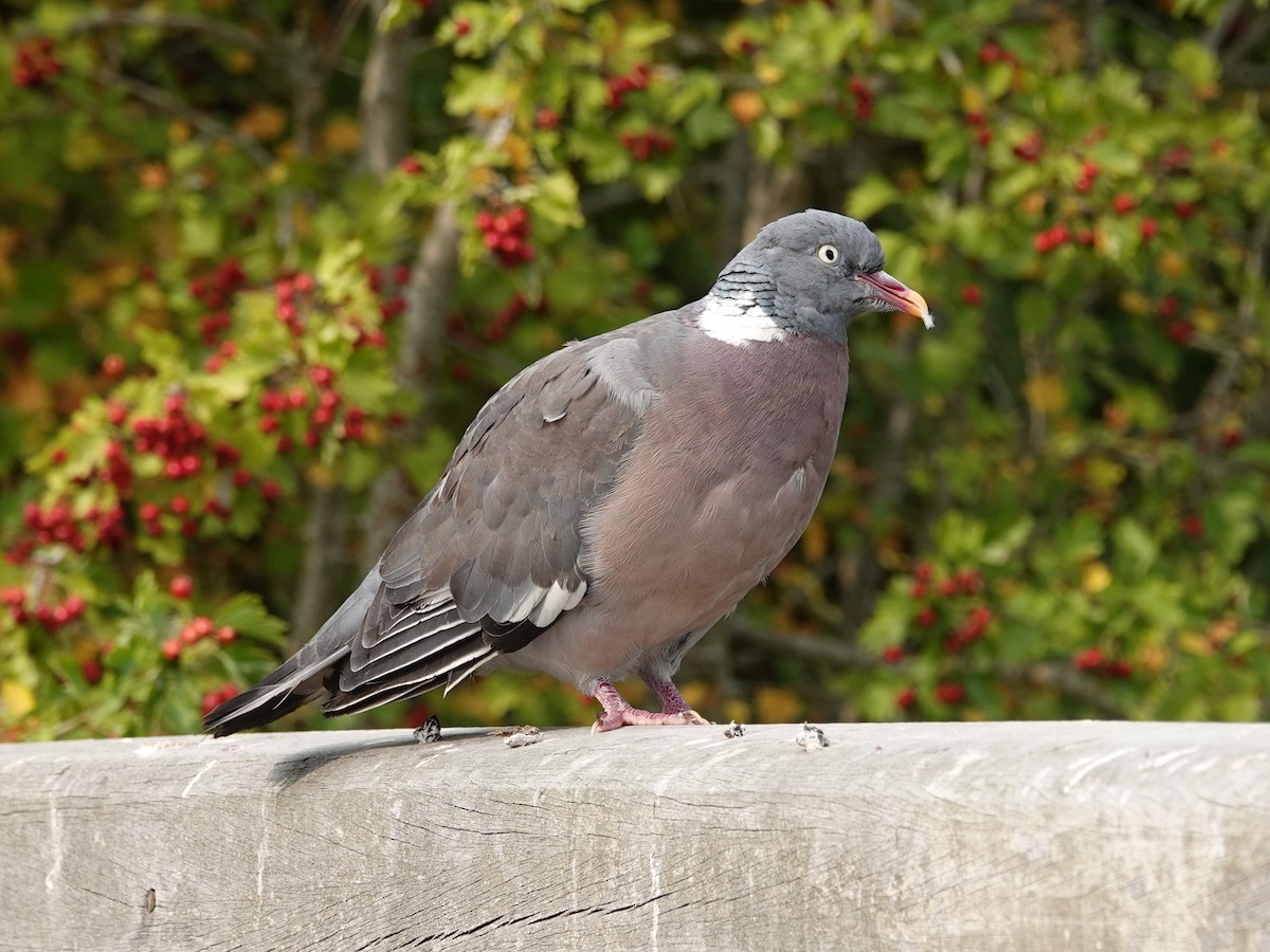 Pagausoa - ML640517339