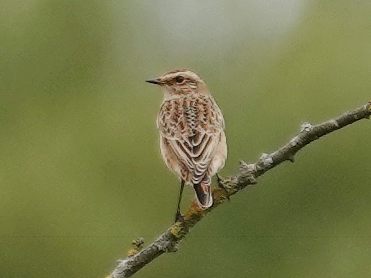 Pitxartxar nabarra - ML640517351