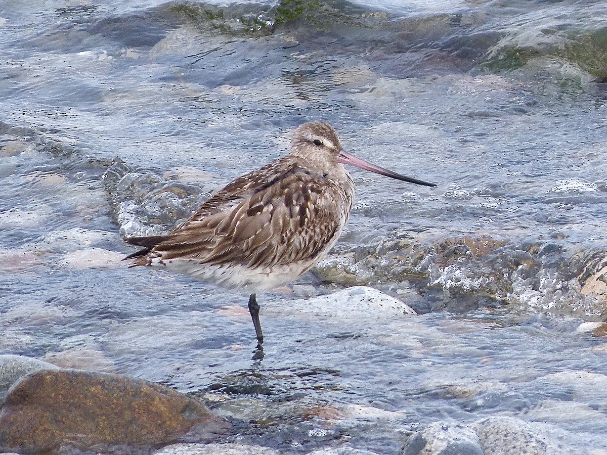 Хурган цууцал - ML640517358