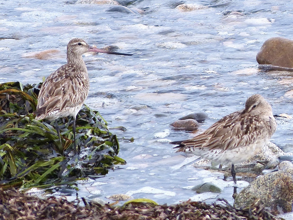 Хурган цууцал - ML640517359