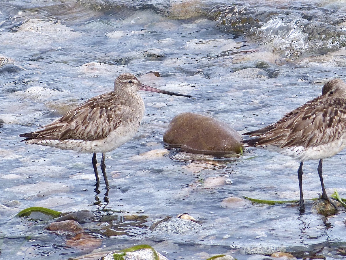 Хурган цууцал - ML640517360