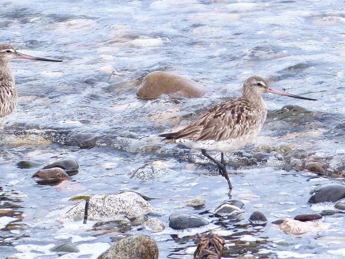 Хурган цууцал - ML640517361