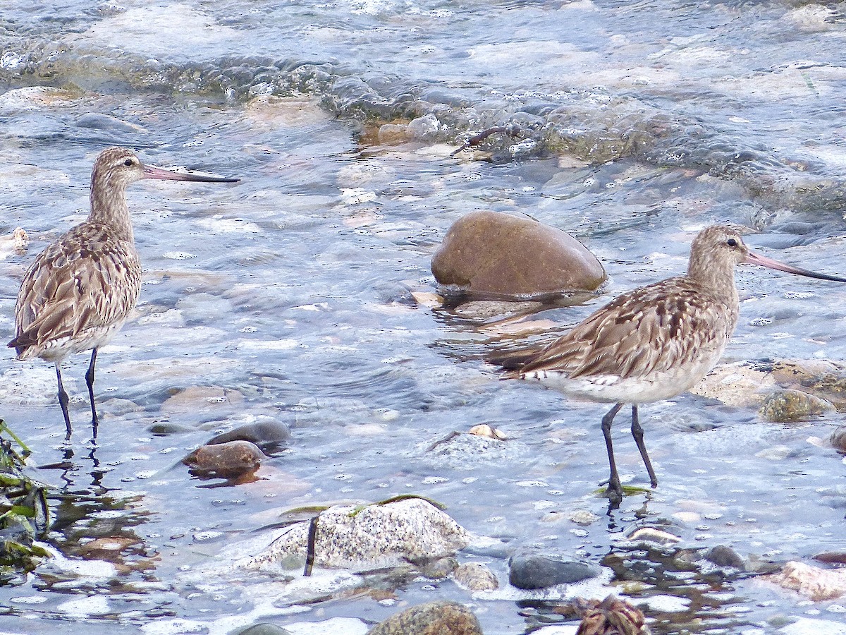 Хурган цууцал - ML640517362