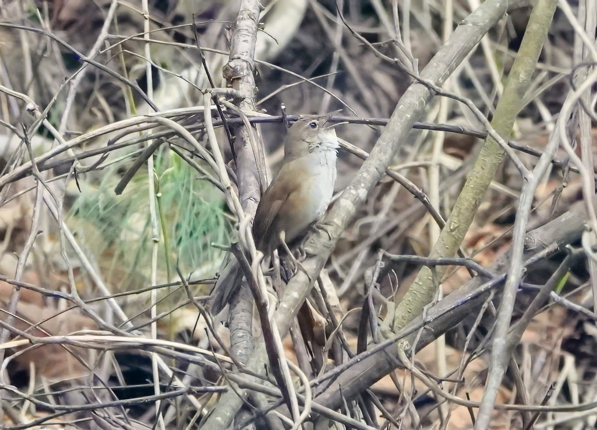 Russet Bush Warbler - ML640517372