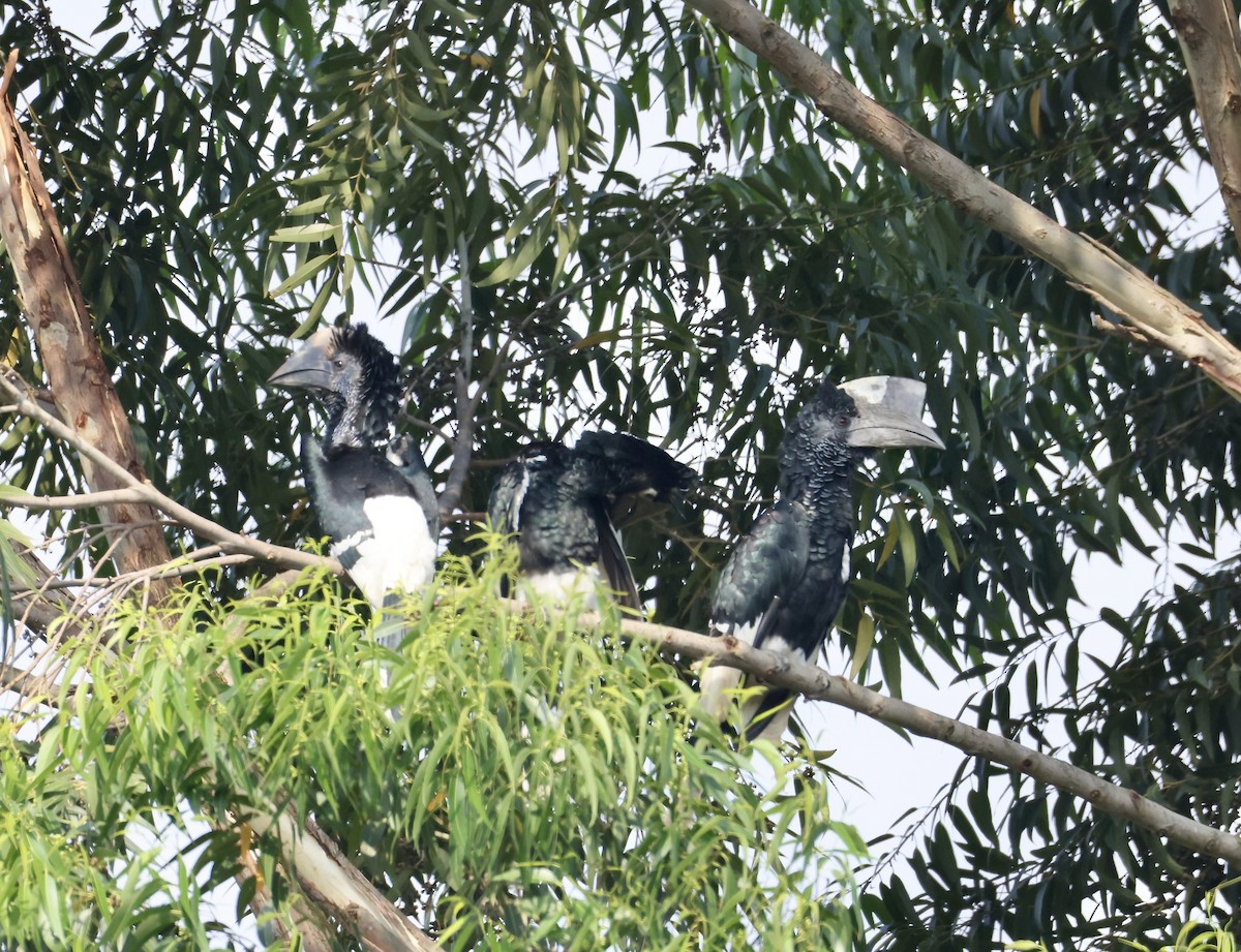 Black-and-white-casqued Hornbill - ML640517412
