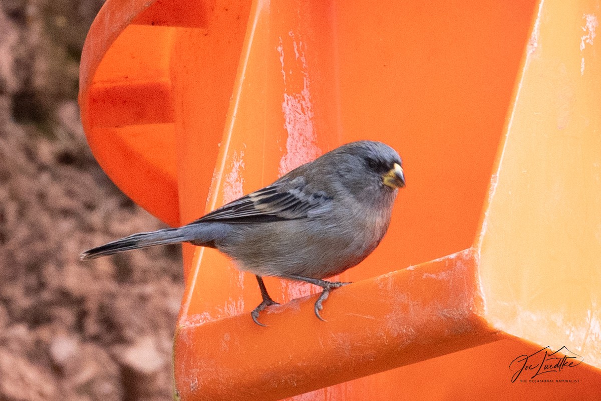 Band-tailed Seedeater - ML640517432