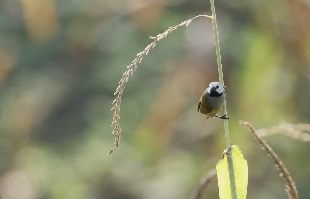 Gray-headed Oliveback - ML640517459