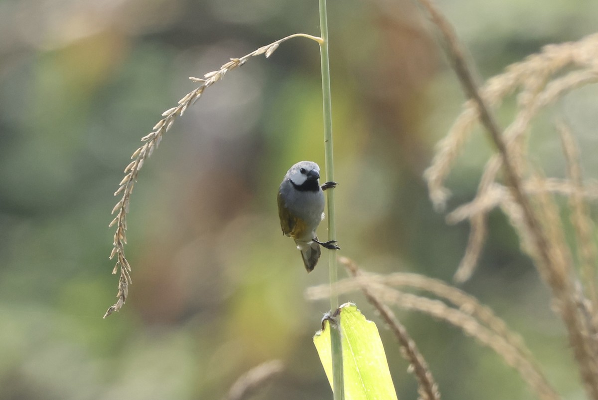 Gray-headed Oliveback - ML640517461