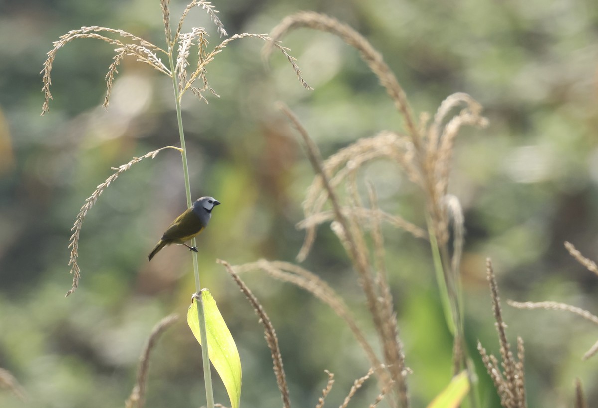 Gray-headed Oliveback - ML640517462