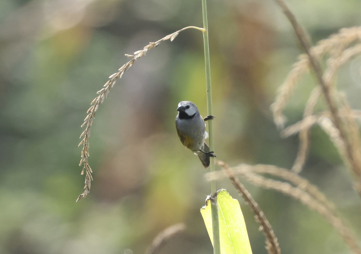 Gray-headed Oliveback - ML640517463