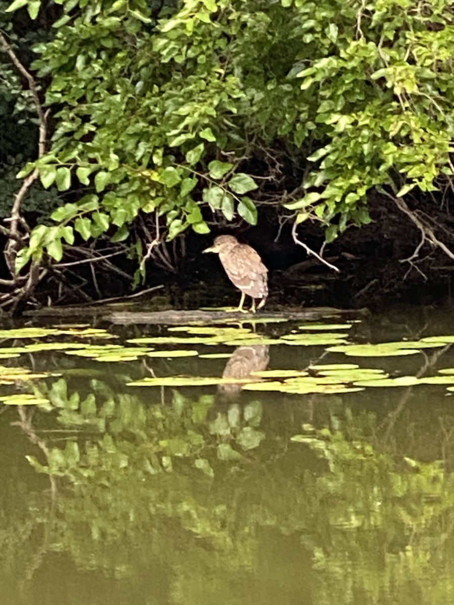 kvakoš noční - ML640517469