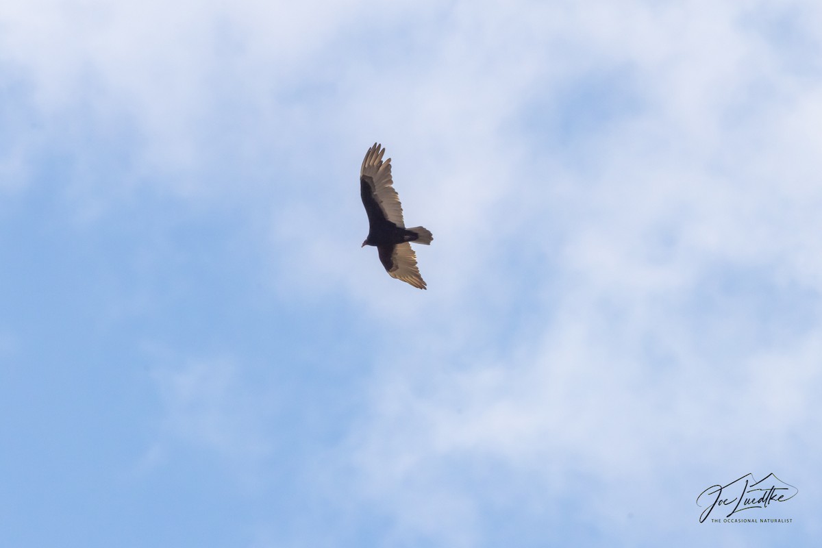 Andean Condor - ML640517477