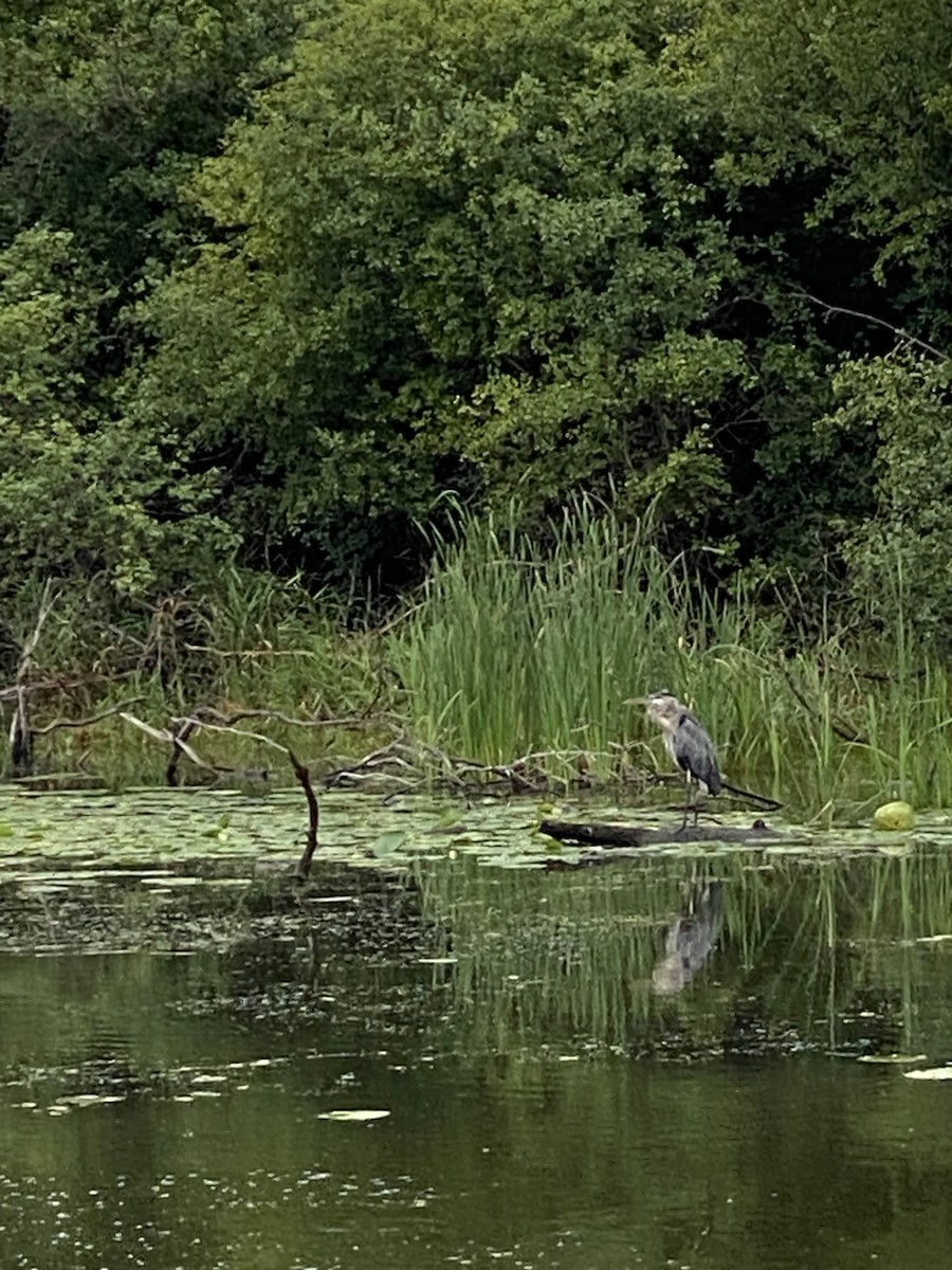 volavka velká - ML640517478