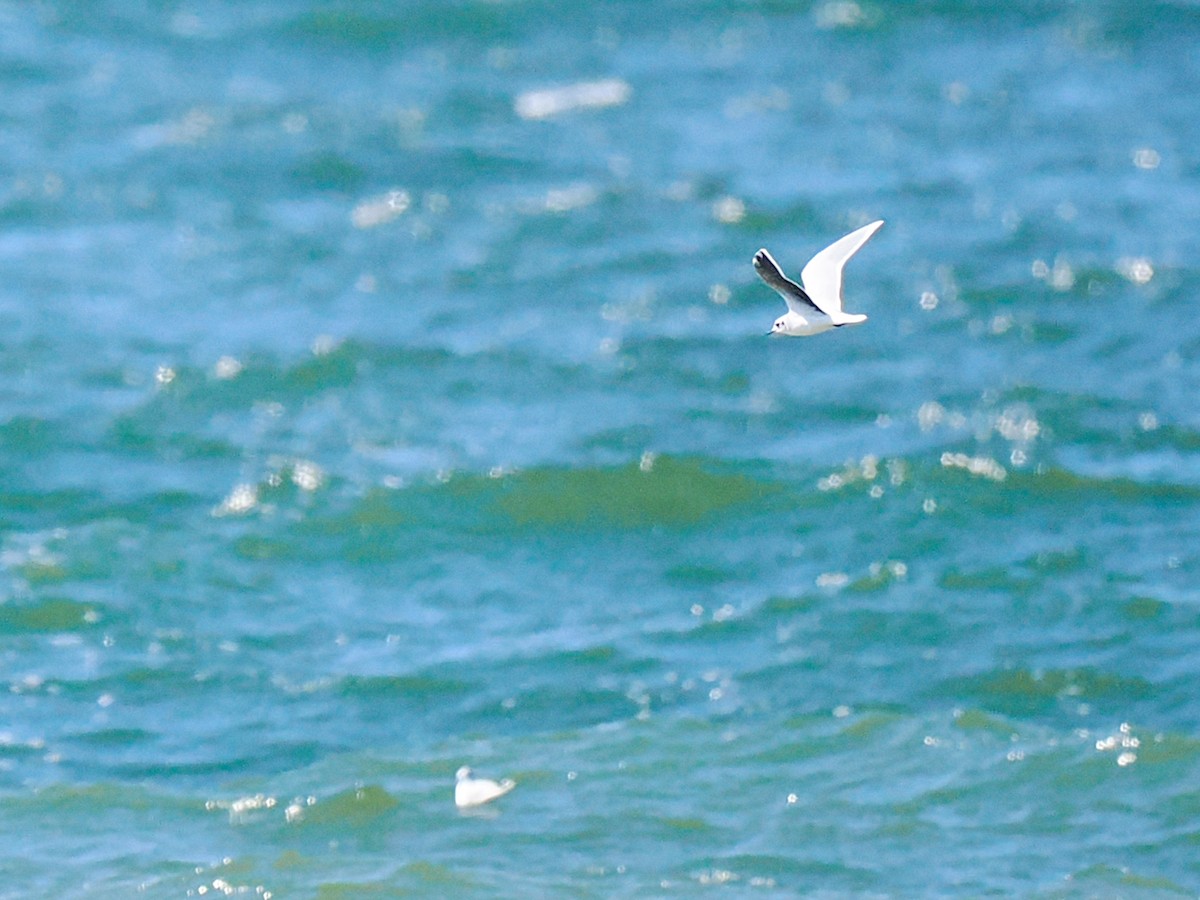 Little Gull - ML640517506