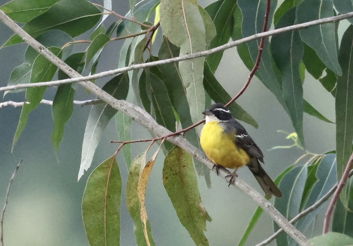 Cabanis's Bunting - ML640517532