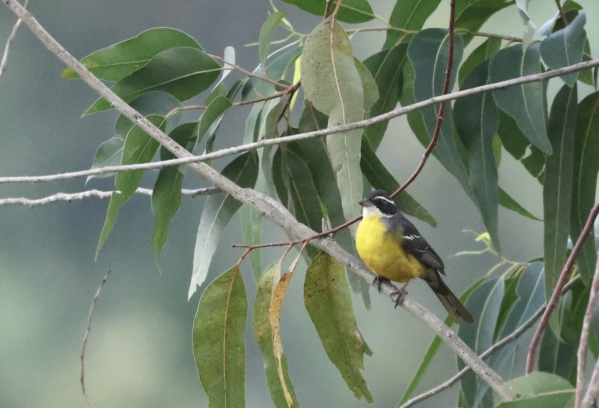 Cabanis's Bunting - ML640517533
