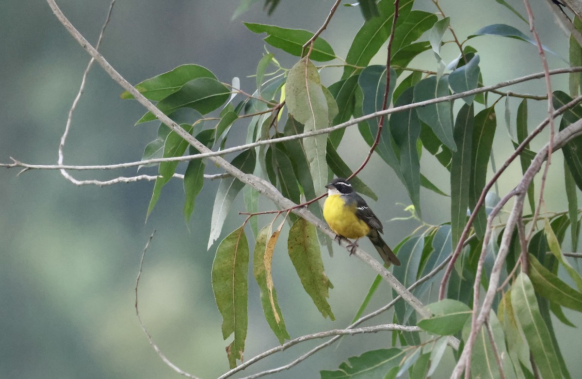 Cabanis's Bunting - ML640517534