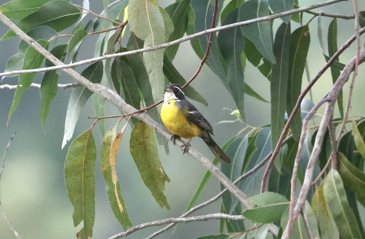 Cabanis's Bunting - ML640517535