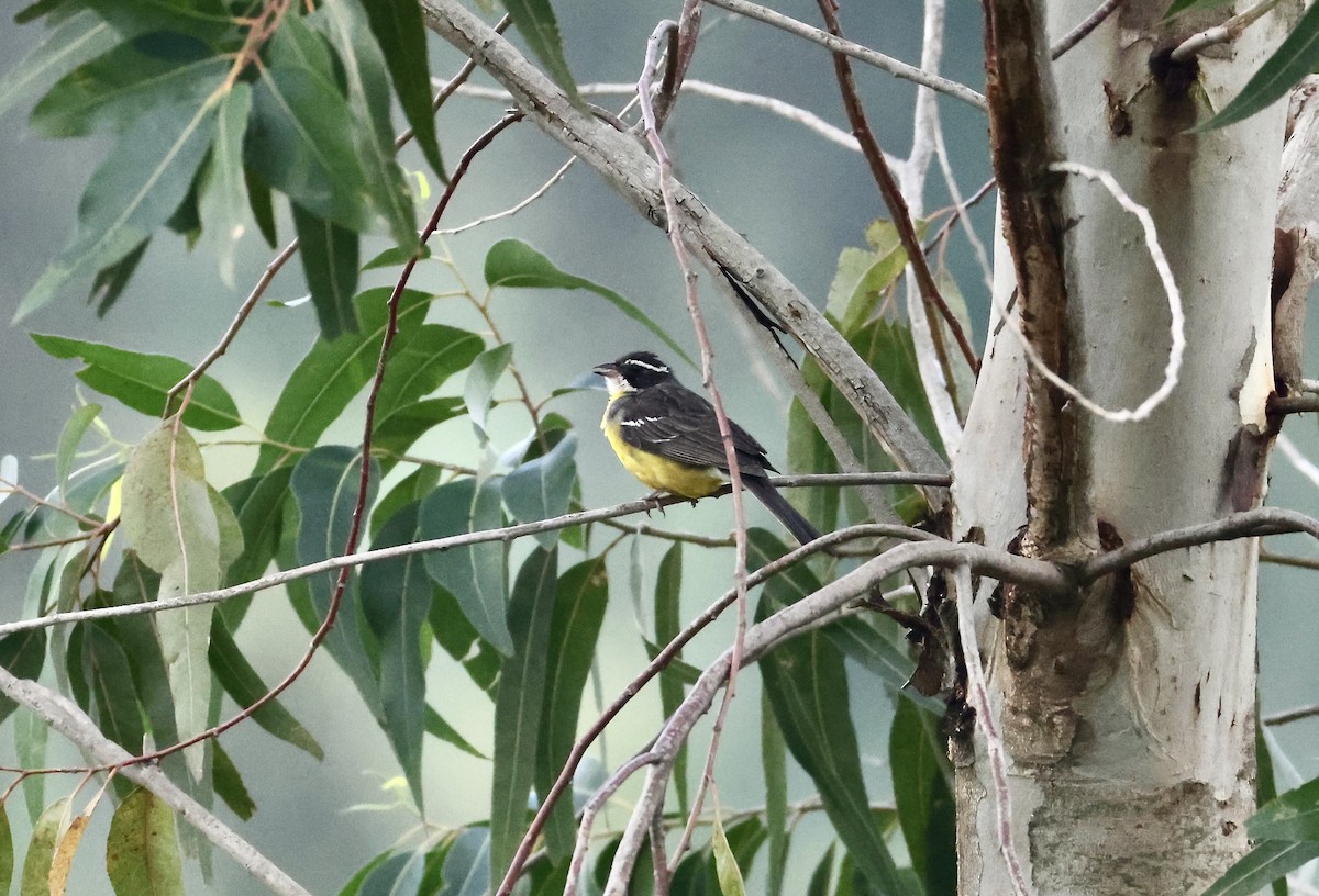 Cabanis's Bunting - ML640517536