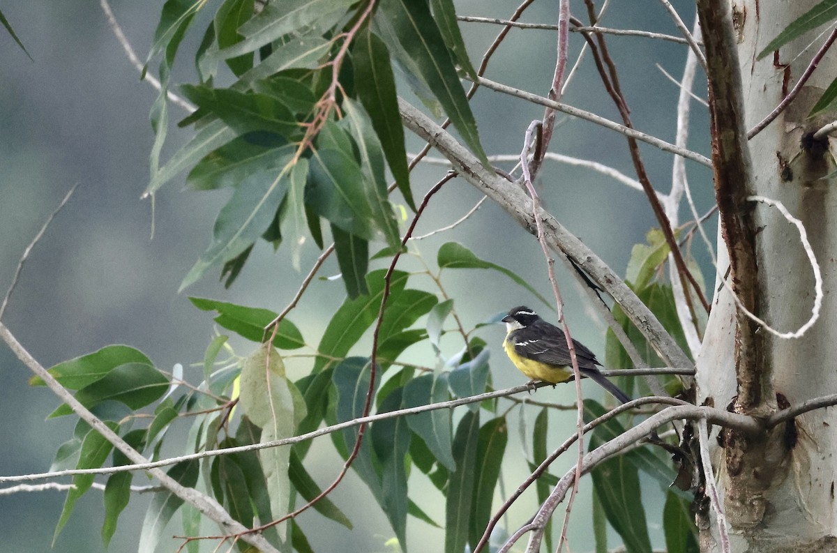 Cabanis's Bunting - ML640517537