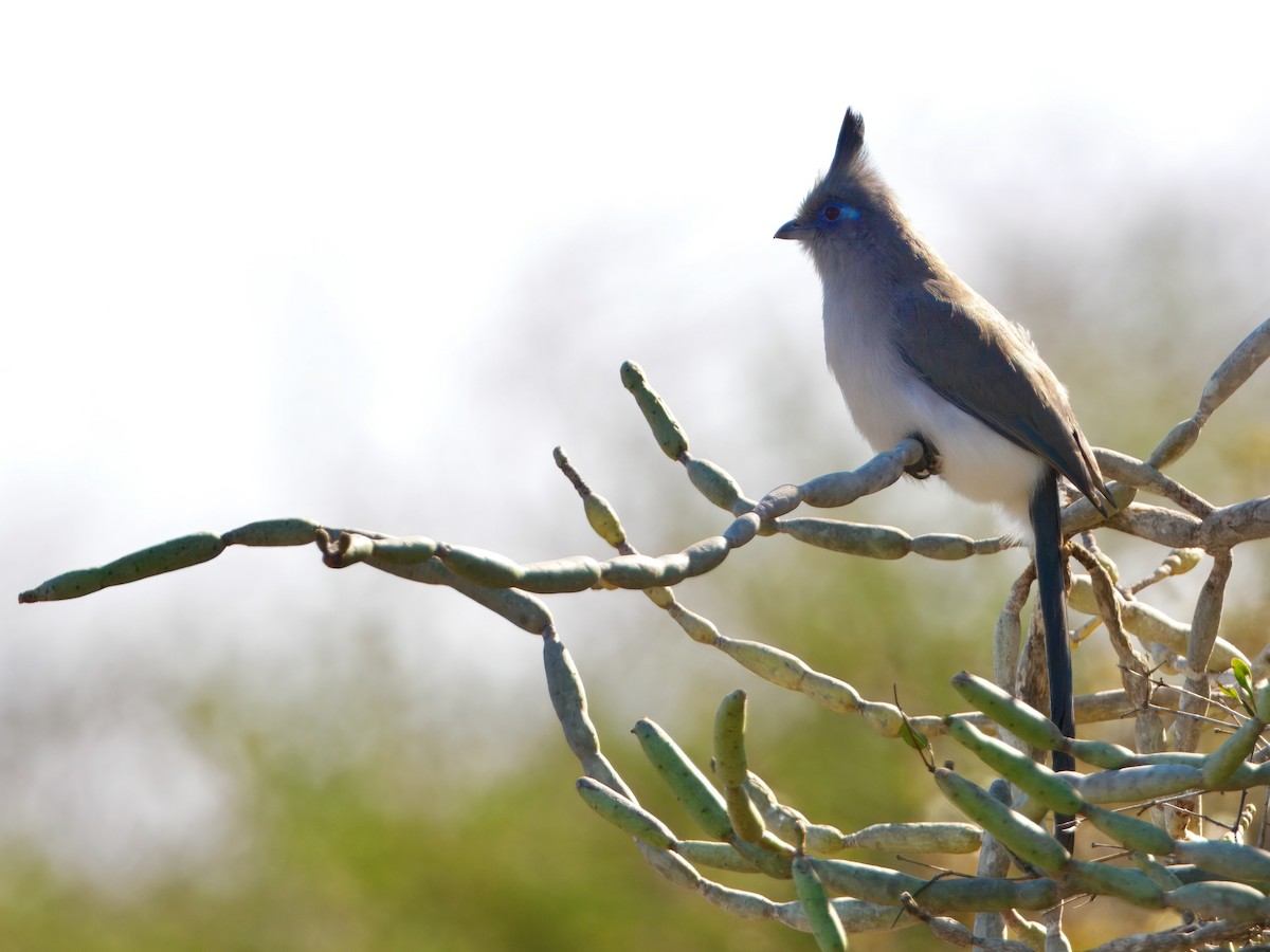 Verreaux's Coua - ML640517565