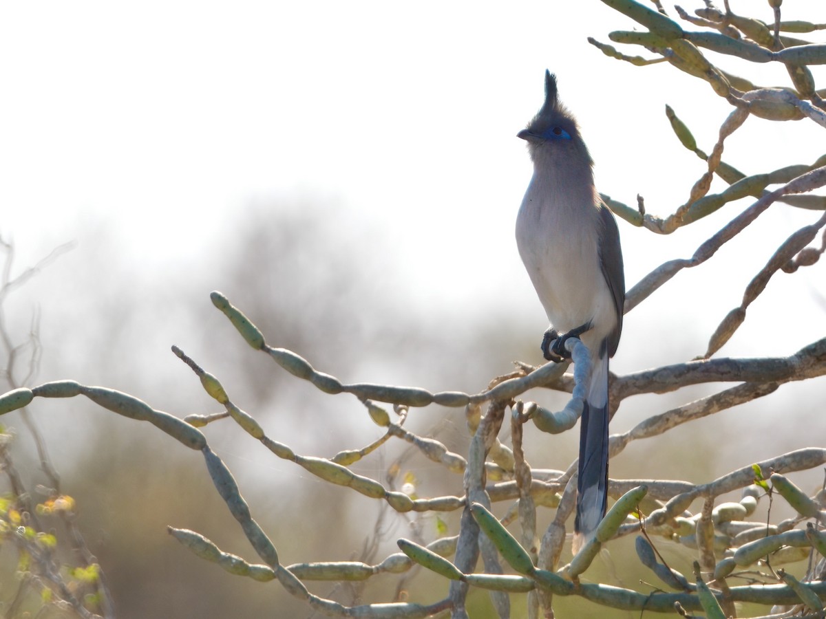 Verreaux's Coua - ML640517566