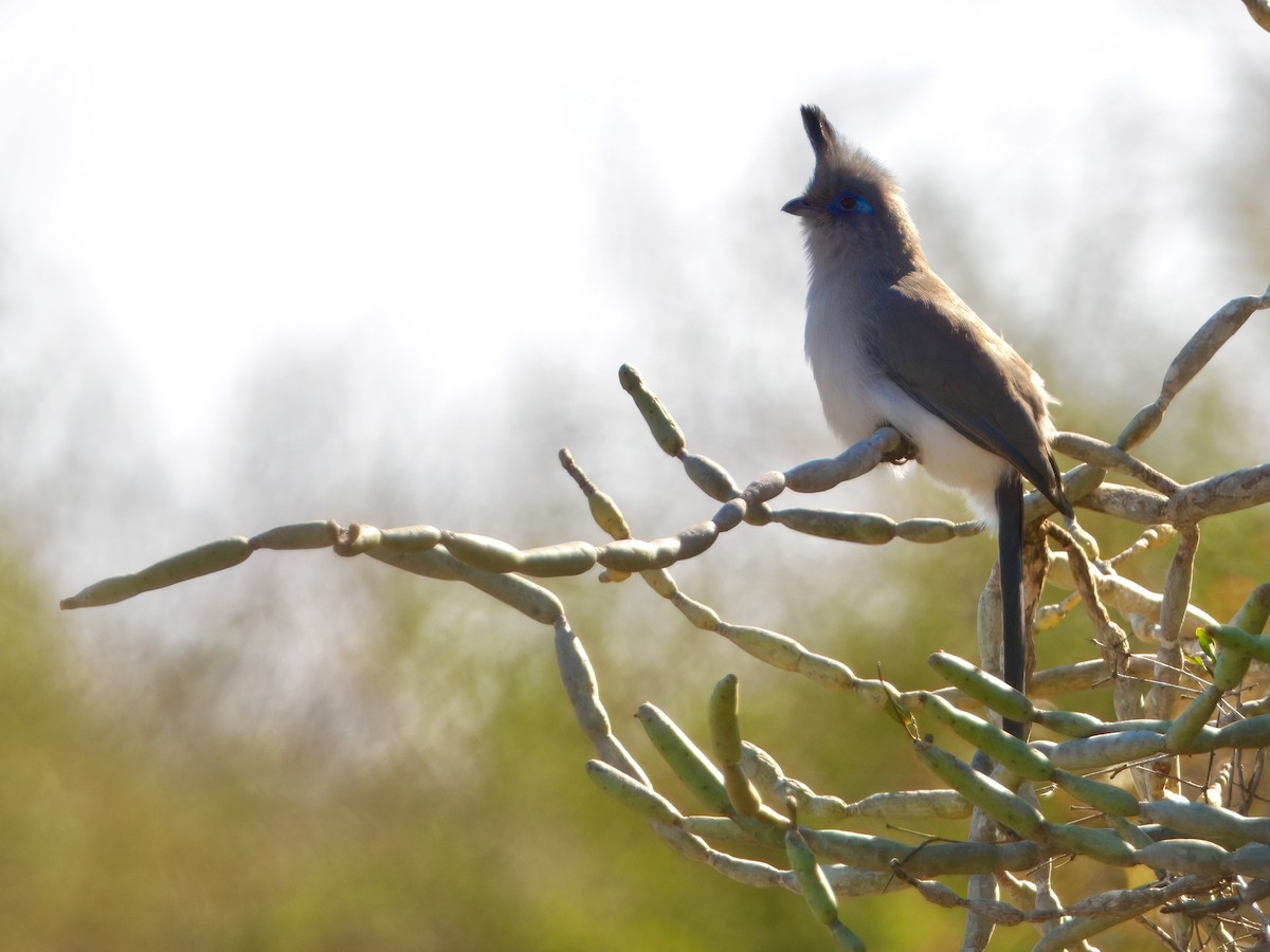 Verreaux's Coua - ML640517568