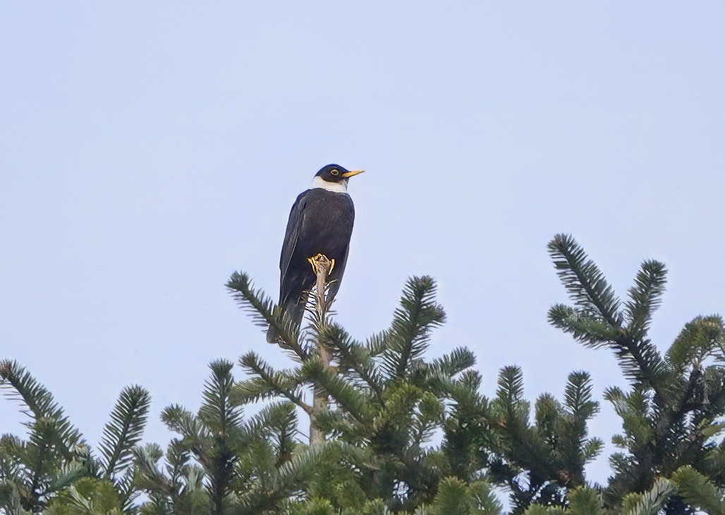 White-collared Blackbird - ML640517597