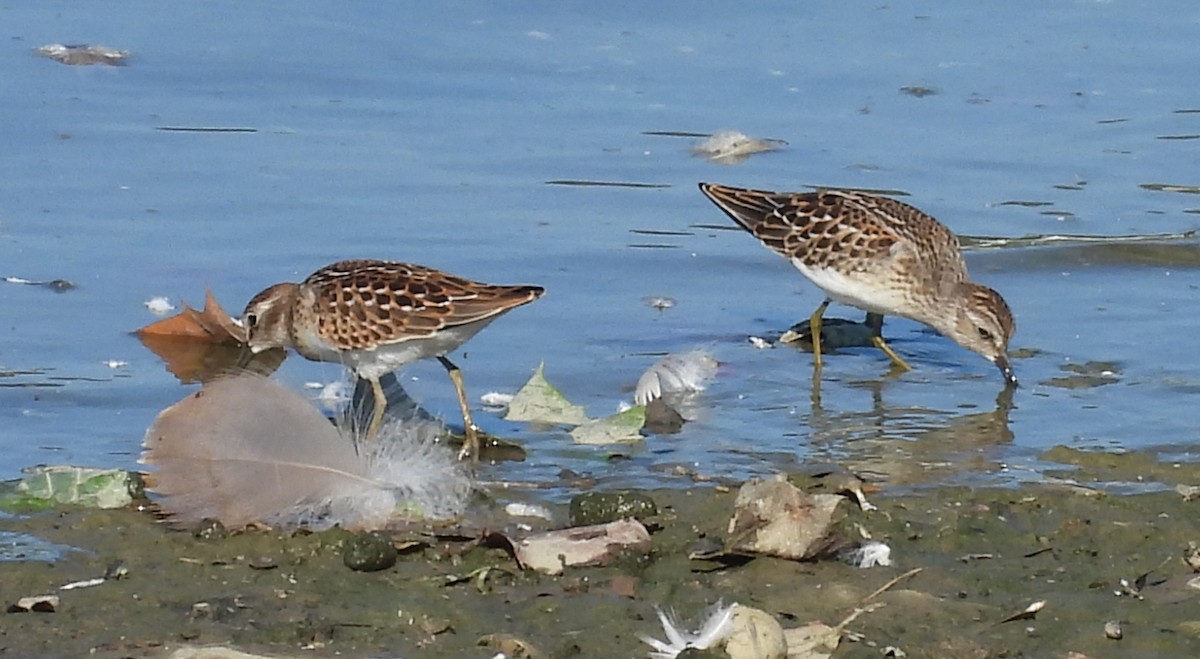 Least Sandpiper - ML640517613