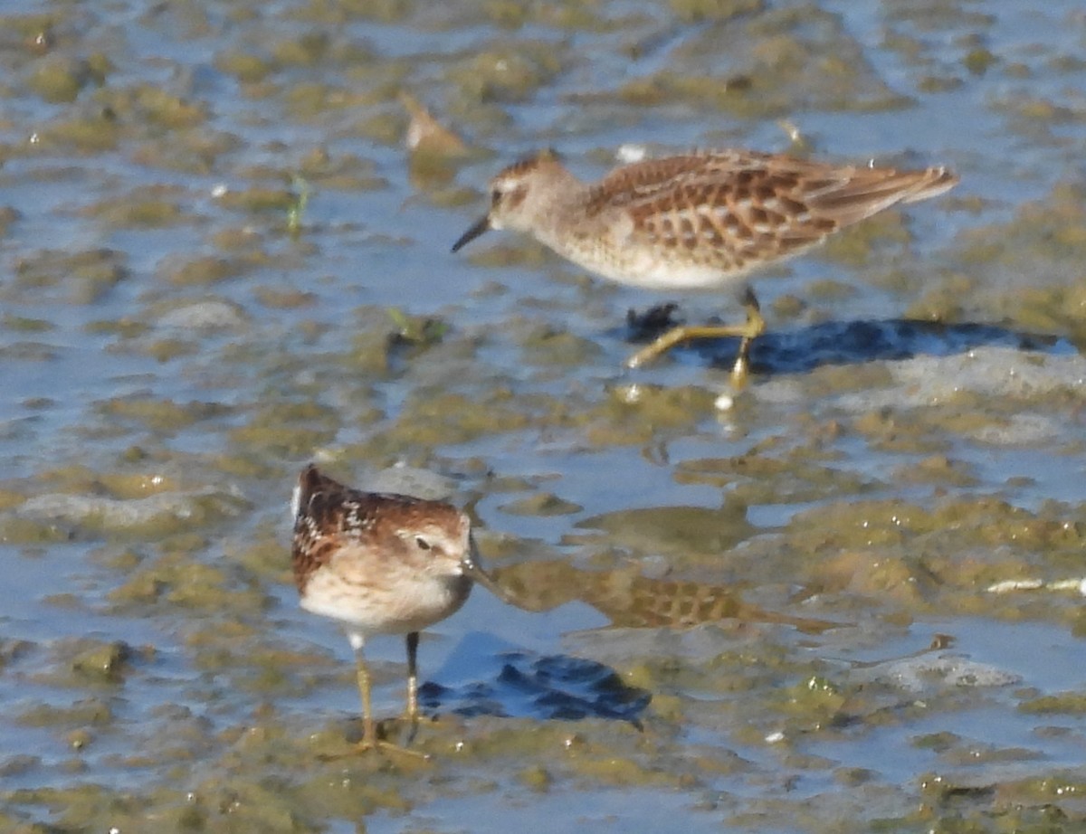 Least Sandpiper - ML640517617