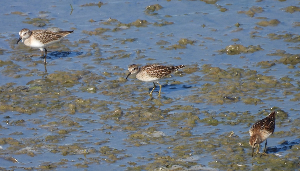Least Sandpiper - ML640517624