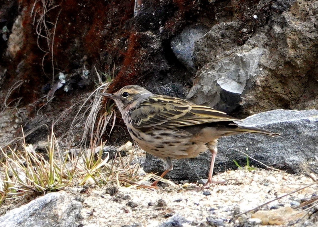 Rosy Pipit - ML640517641