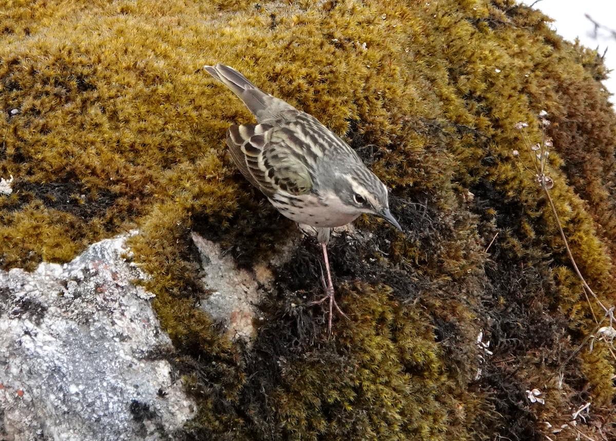 Rosy Pipit - ML640517644
