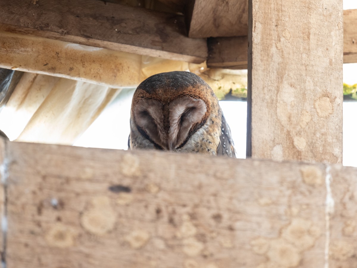 American Barn Owl (Galapagos) - ML640517675