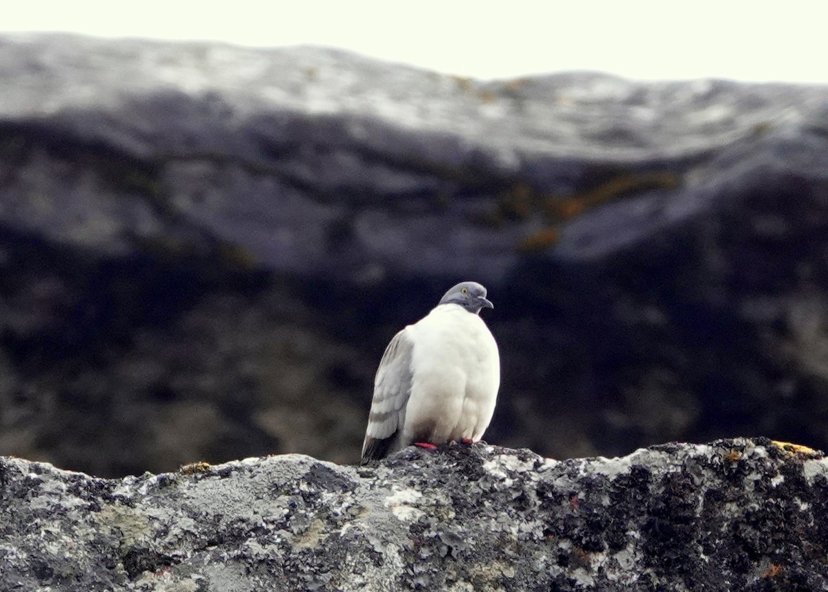 Snow Pigeon - ML640517684