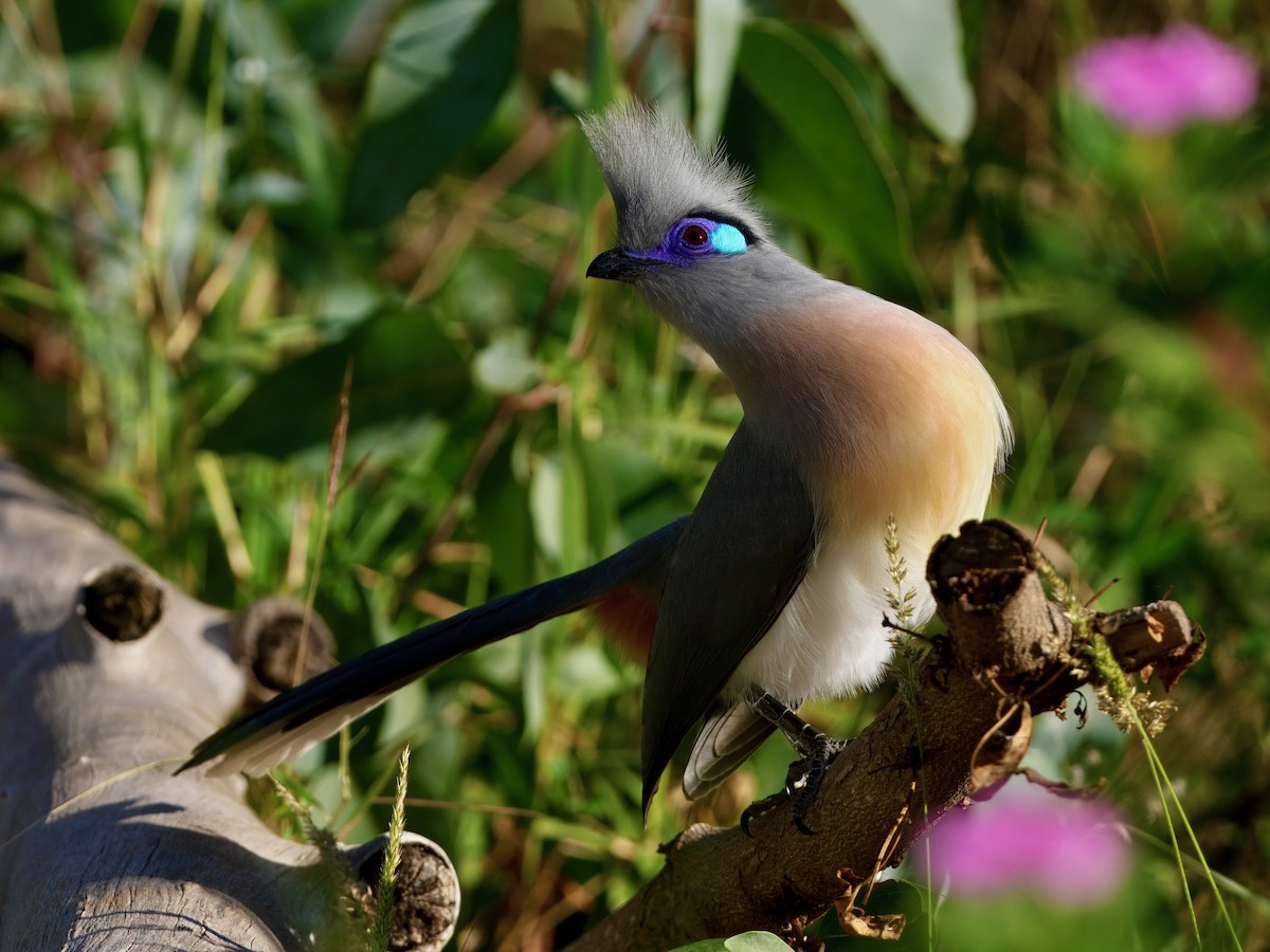 Crested Coua - ML640517685