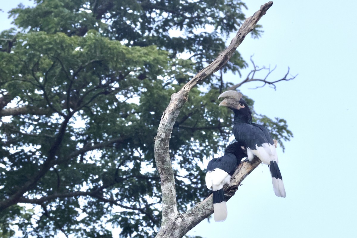 White-thighed Hornbill - ML640517733