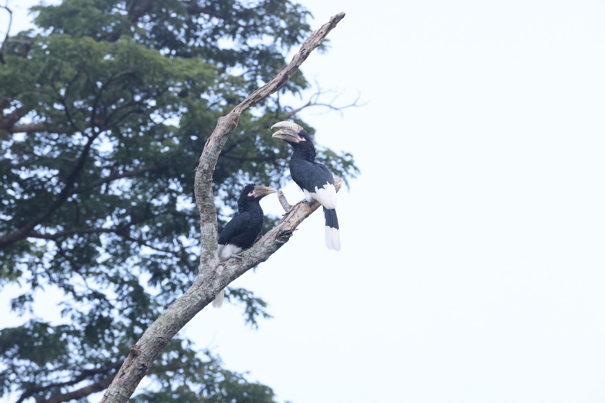 White-thighed Hornbill - ML640517734