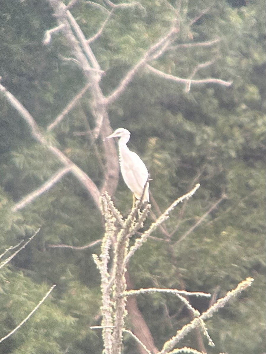 Little Blue Heron - ML640517758