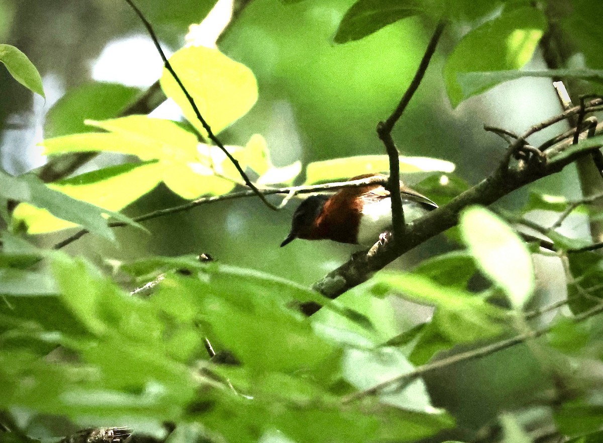 Chestnut Wattle-eye - ML640517784