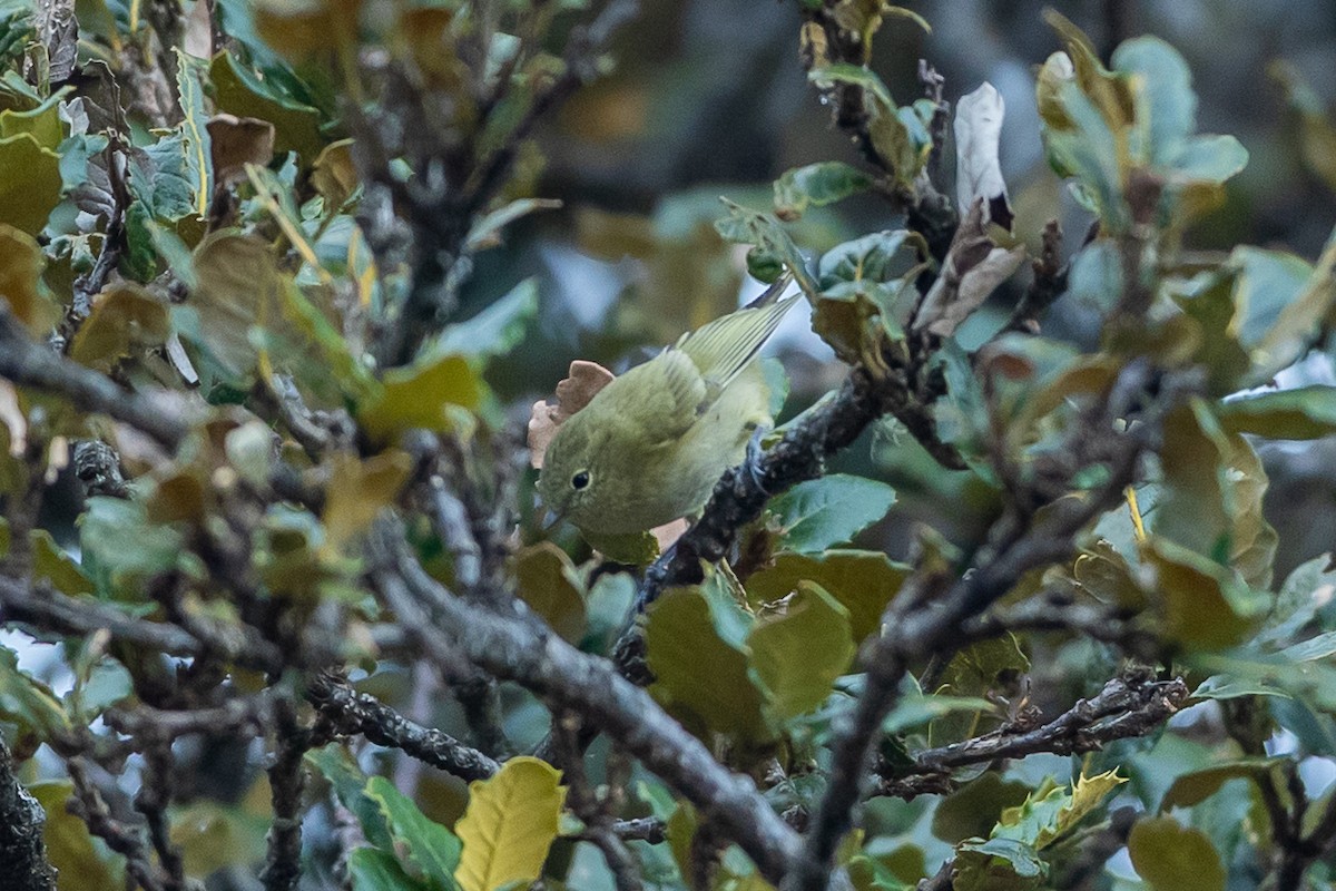 Yellow-browed Tit - ML640517785