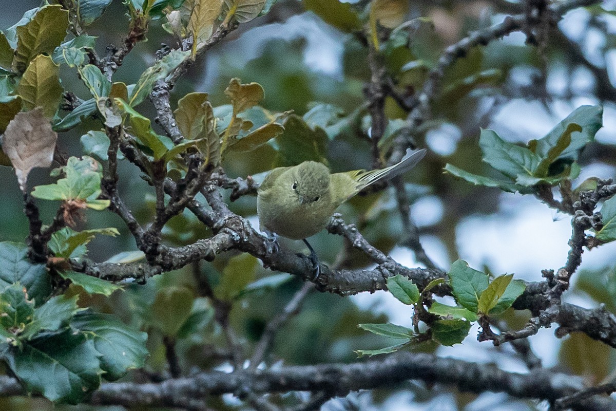Yellow-browed Tit - ML640517786