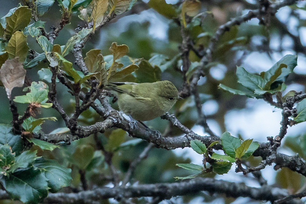 Yellow-browed Tit - ML640517787