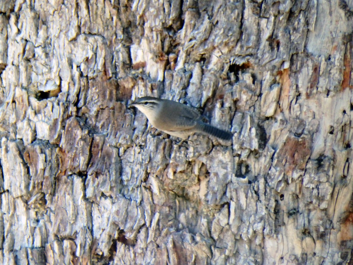 Bewick's Wren - ML640517818