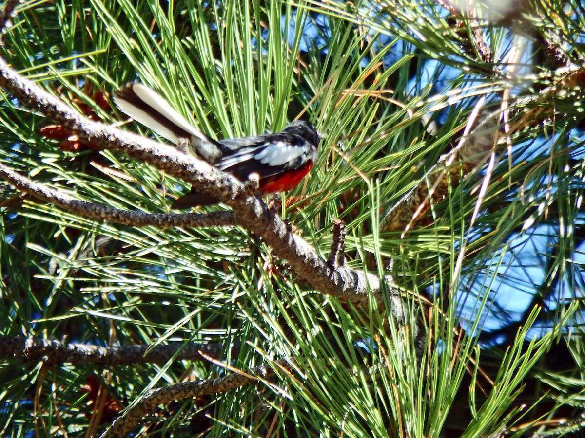 Painted Redstart - ML640517832